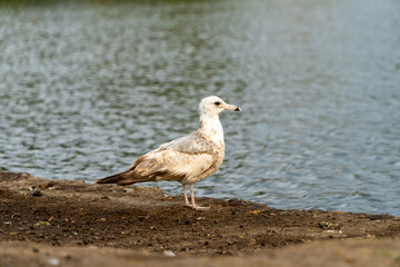 California Gull Looking over Lake