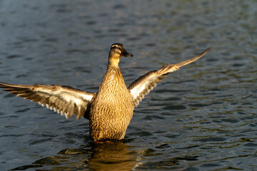 California Gull Standing up with wings spreading