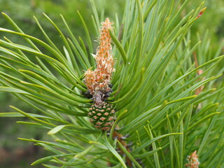 small young pinecone on a pine tree