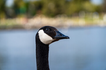 Canada Goose face slightly tilted side profile close up