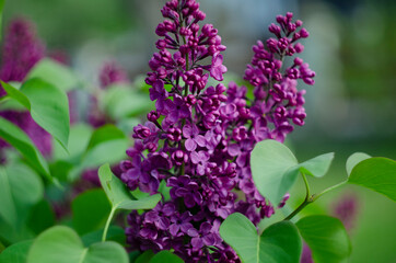 Lilac flowers close up view in the garden