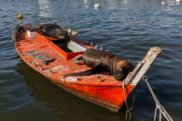 Lobos de mar descansan en un bote de pesca 