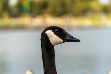 Canada Goose Face side profile face close up