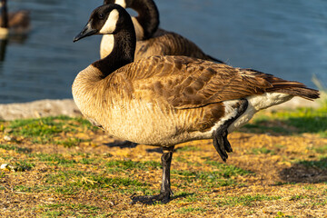 Canada Goose Standing in one leg