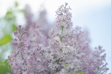 Obraz premium Lilac flowers close up view in the garden
