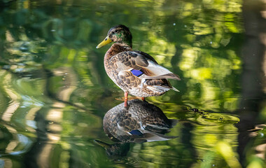 Mallard Duck

