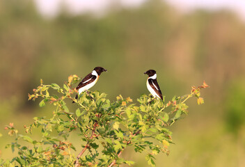 Two birds, blackcap sit opposite each other and each holds a midge in its beak ...