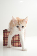 kitten in a gift box
