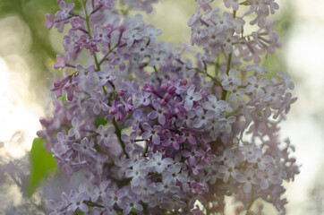 Lilac flowers close up view in the garden