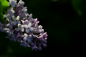 Lilac flowers close up view in the garden