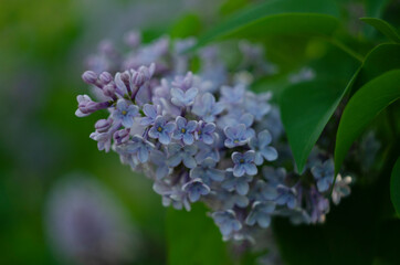 Lilac flowers close up view in the garden