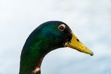 Mallard Duck face closeup in the wild