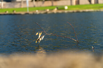 Dying tree branch in shallow water