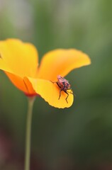 gendarme sur sa fleur 