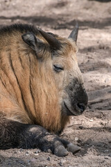 Fototapeta premium Takin (Budorcas taxicolor)