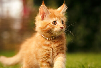 One beautiful ginger maine coon kittens walking on the glass and looking on summer sunny weather background. Fun