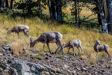 Bighorns (Ovis canadensis) in Yellowstone National Park, USA
