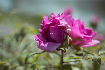 pink rose in nature. macro photo