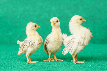 The yellow serama chicks on a artificial grass background.