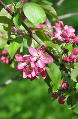 beautiful pink blossom in spring