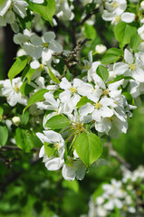 beautiful white blossoming tree