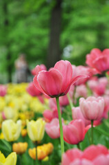 red and yellow tulips in garden