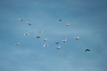 Group of pigeons in flight. Blue sky in the background.