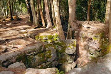 A forest path interrupted by a limestone chasm