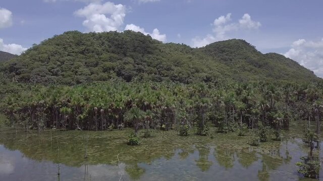 Beautiful Amazon rainforest landscape aerial view. Trees on the hill, and moriche palm forest, Mauritia flexuosa, reflected in the river water. Concept biodiversity, nature, environment, ecology. 4K