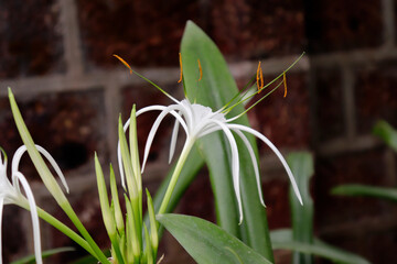 Beach Spider Lily with a scientific name Hymenocallis Littoralis