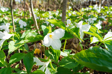 Obraz premium Springtime Trillium flowers on a forest floor