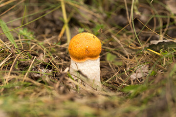 Harvesting forest mushrooms from ecologically clean places