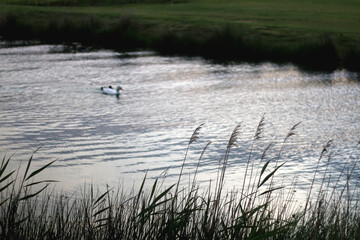 Wild plants growing by near a river, illuminated by warm sunlight. Selective focus.