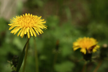 Beautiful yellow dandelion growing outdoors, closeup. Space for text