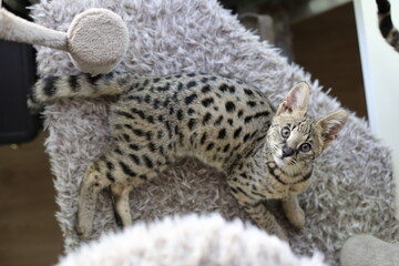 Obraz premium F1 Savannah cat with beautiful markings