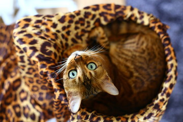 Stunning bengal cat with leopard print