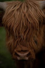 Szkocka krowa typu Highland na pastwisku - obrazy, fototapety, plakaty