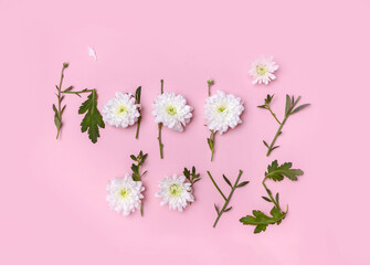 flowers and stems of chrysanthemums are laid out with the words happy day on a pink background