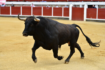 un toro español con grandes cuernos en una plaza de toros durante un espectaculo taurino