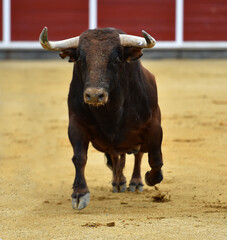 un toro español con grandes cuernos en una plaza de toros durante un espectaculo taurino