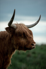 Szkocka krowa rasy highland portret