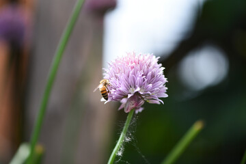 Bee on a pink flower in summer
