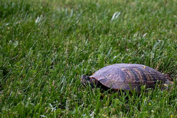 Turtle in grass, close up. freshwater turtle 