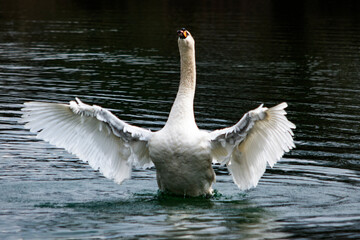 łabędź na jeziorze © Dariusz Grochal 
