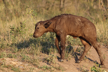 Kaffernbüffel / African buffalo / Syncerus caffer..