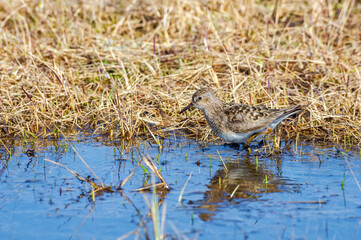 Temminck's Stint (Calidris temminckii) in Barents Sea coastal area, Russia