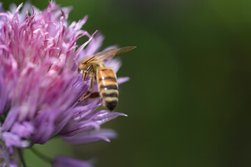 bee on a pink flower in summer