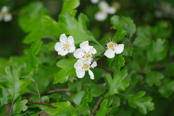 Blüten mit käfer