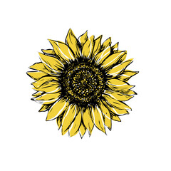 Sunflower vector illustration in sketch style. Black and yellow outline on a white background. Hand drawing.