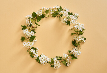 Circle made from hawthorn or crataegus flowers in spring, with copy space
